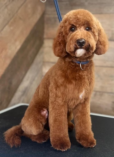 Grooming Van Image