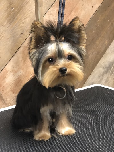 Grooming Van Image