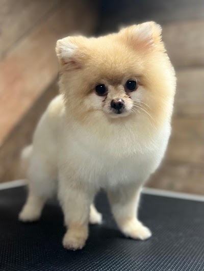 Grooming Van Image