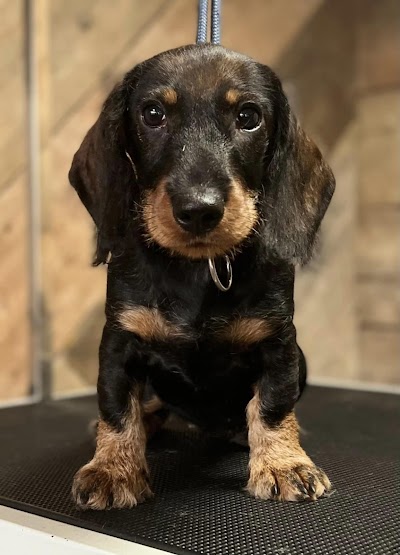 Grooming Van Image