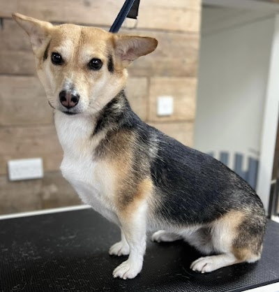 Grooming Van Image
