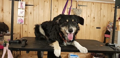 hot dogs grooming studio