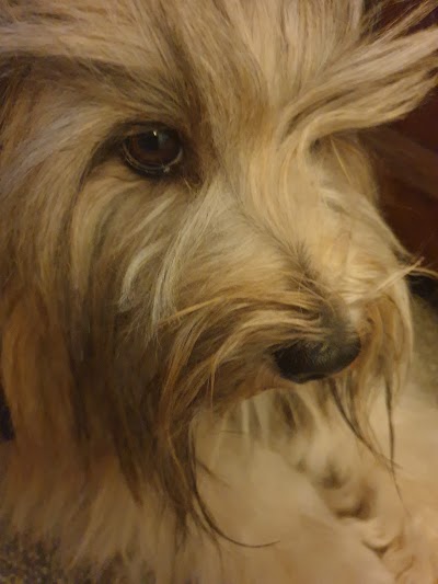 Grooming Van Image