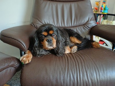 Grooming Van Image