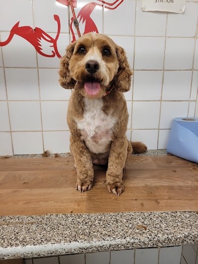 Grooming Van Image