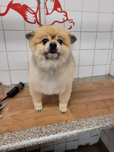 Grooming Van Image