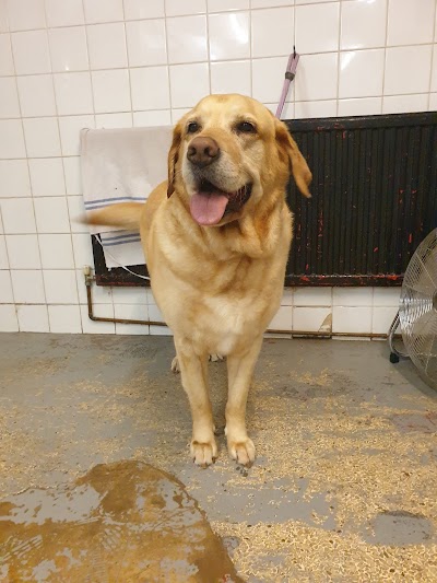 Grooming Van Image