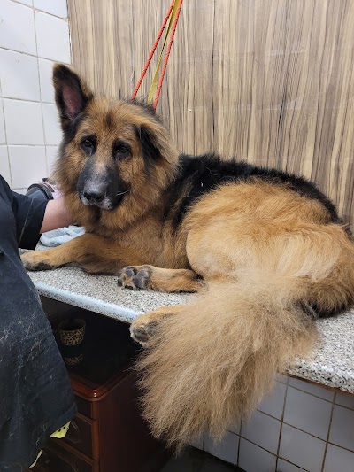 Grooming Van Image
