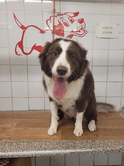 Grooming Van Image