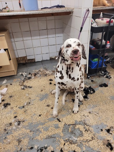 Grooming Van Image