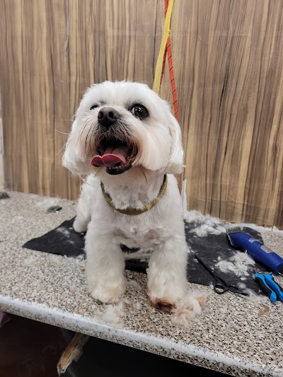 All Dogs Grooming Parlour Sheffield