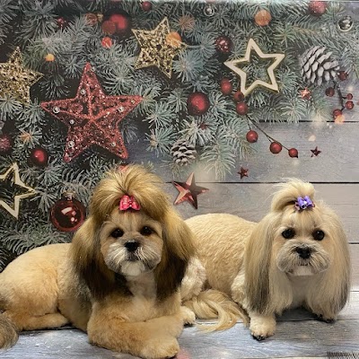 Beauty Dog Normanton (Katarzyna Dziuba)