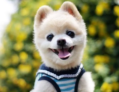 Grooming Van Image