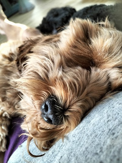 Grooming Van Image