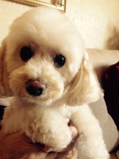 Grooming Van Image