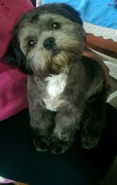Grooming Van Image