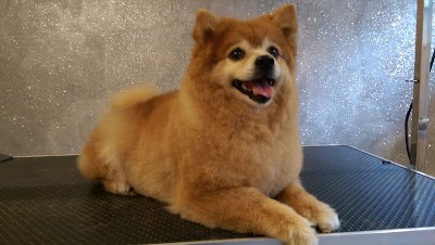 DOGZI K9 BEAUTY AND DOG GROOMING SALON