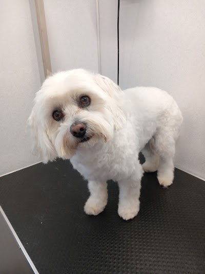 Grooming Van Image