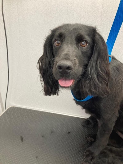 Grooming Van Image