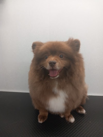 Grooming Van Image
