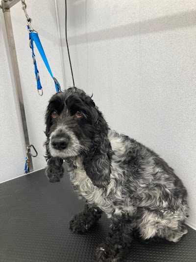 Grooming Van Image