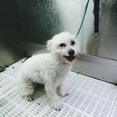 Grooming Van Image