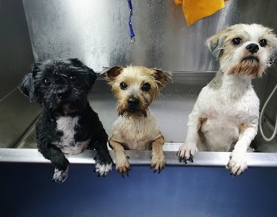 Grooming Van Image