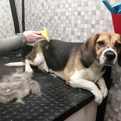 Grooming Van Image