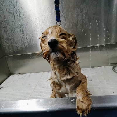 Grooming Van Image