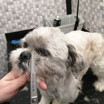 Grooming Van Image