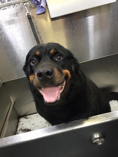 Grooming Van Image
