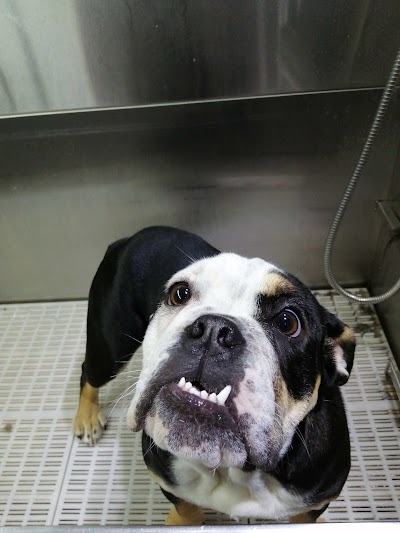 Grooming Van Image
