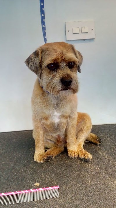 Grooming Van Image