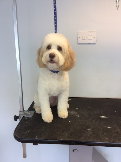 Dog About Town Grooming Salon
