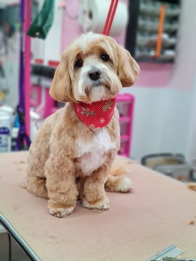 Grooming Van Image