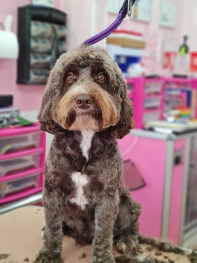 Grooming Van Image