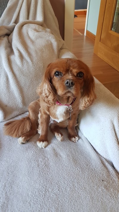Grooming Van Image