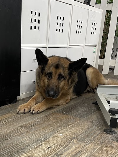 Grooming Van Image