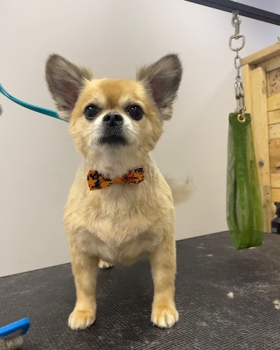 Grooming Van Image