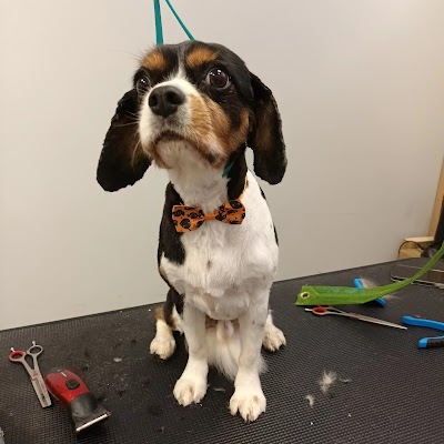 Grooming Van Image