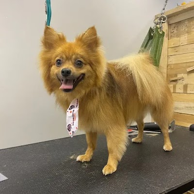 Grooming Van Image
