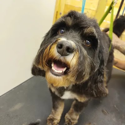 Groomtastic! Professional Dog Grooming