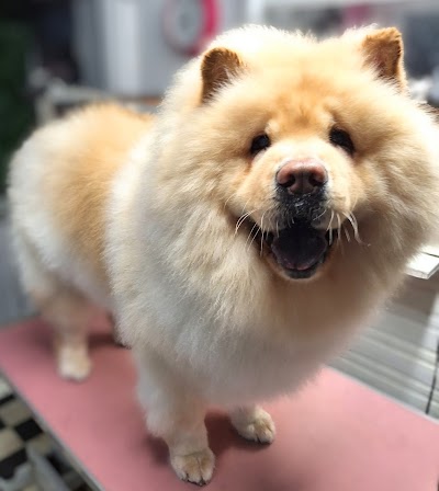 Grooming Van Image