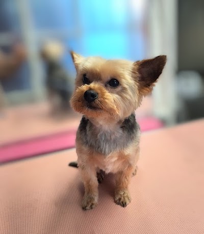Grooming Van Image