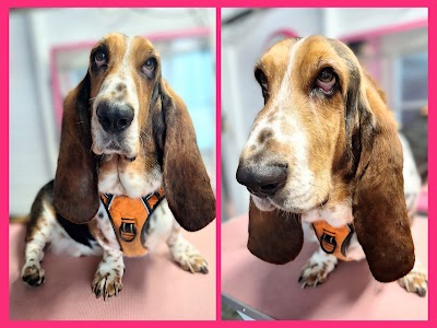Grooming Van Image