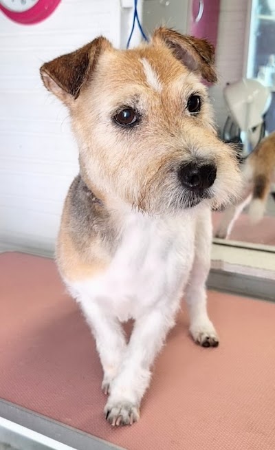 Grooming Van Image