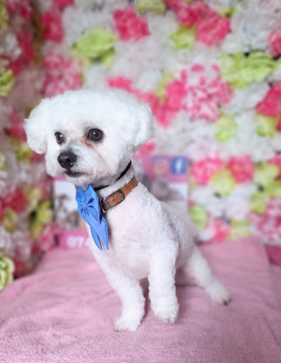 Grooming Van Image