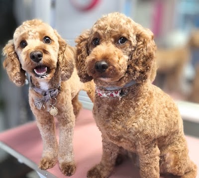 Grooming Van Image