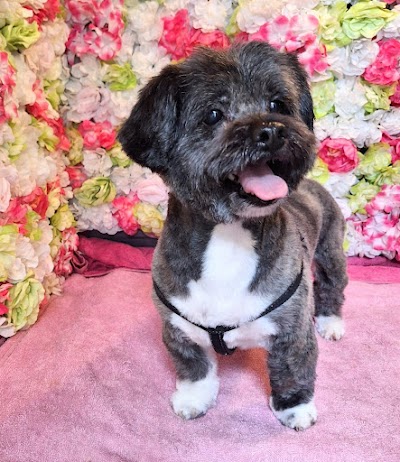 Grooming Van Image