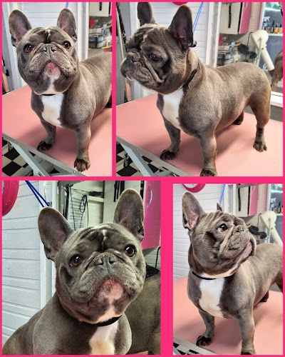 Grooming Van Image